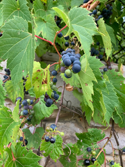 Vitis riparia