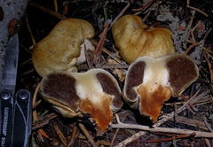 Pholiota nubigena
