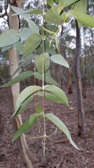 Eucalyptus tenuiramis