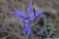 Iris hartwegii australis