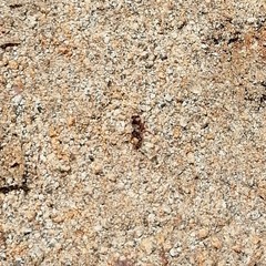 Dasymutilla formosa