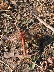 Sympetrum madidum