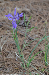 Iris hartwegii australis