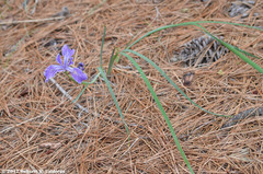 Iris hartwegii australis