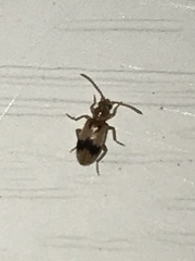 Notoxus calcaratus