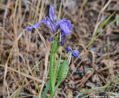 Iris hartwegii australis