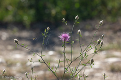 Centaurea deusta