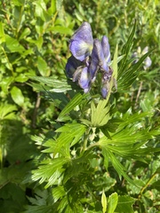 Aconitum maximum