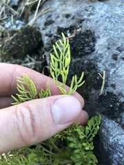 Cryptogramma cascadensis