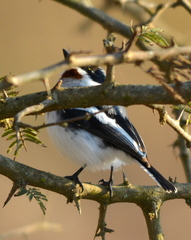 Batis molitor molitor