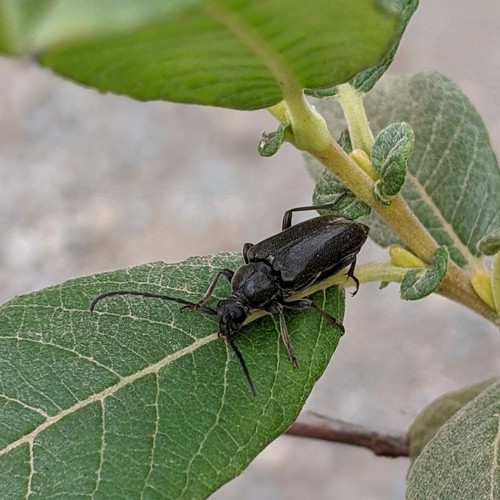 Lepturopsis dolorosa