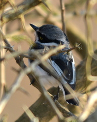 Batis molitor molitor