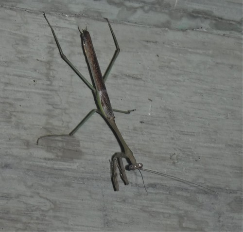 Genus Isomantis · iNaturalist