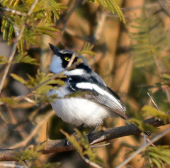 Batis molitor molitor