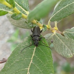 Lepturopsis dolorosa