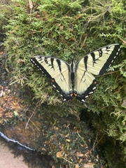 Papilio appalachiensis