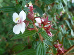 Monochaetum floribundum