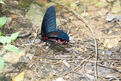 Papilio alcmenor