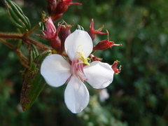 Monochaetum floribundum