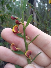 Bossiaea stephensonii