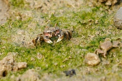 Ilyoplax formosensis