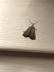 Macrochilo orciferalis