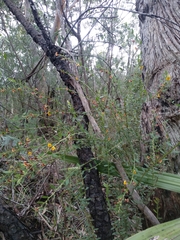 Bossiaea stephensonii