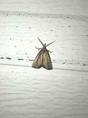 Macrochilo orciferalis