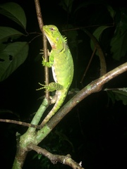 Enyalioides laticeps