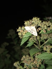 Phalaenostola larentioides