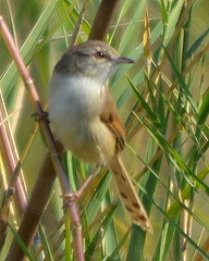 Prinia subflava affinis