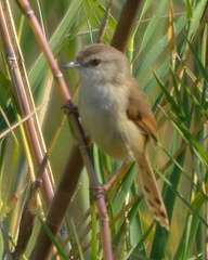 Prinia subflava affinis