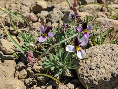 Viola beckwithii