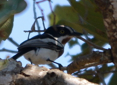 Batis molitor molitor