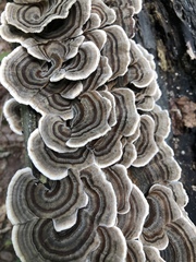 Trametes versicolor