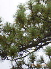 Pinus coulteri