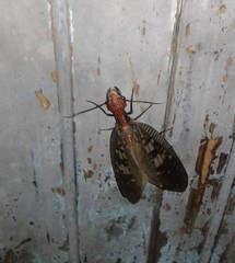 Neoneuromus fenestralis