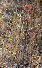 Aloe chabaudii