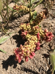 Rumex crassus