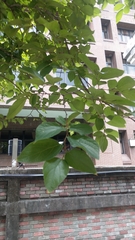 Celtis sinensis