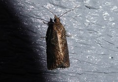 Harmologa