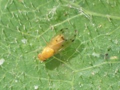 Homoneura occidentalis