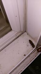 Deilelater physoderus