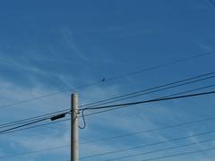 Acridotheres javanicus