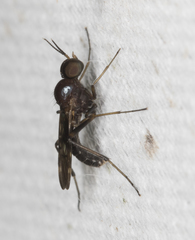 Anisopodidae
