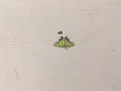 Agathia hemithearia