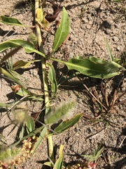 Rumex crassus