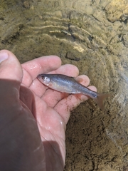 Lythrurus umbratilis