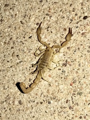 Chihuahuanus russelli