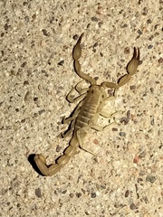Chihuahuanus russelli